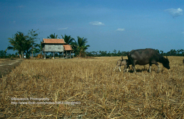 Phế tích Angkor Wat 3 thập niên trước trông như nào? - Hình 19 Phe tich Angkor Wat 3 thap nien truoc trong nhu nao?-Hinh-19