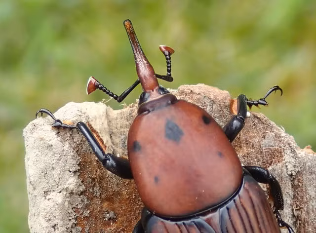 Vi sao con duong dua la thuc pham cuc tot cho cac phi hanh gia?-Hinh-4