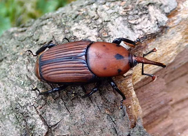 Vi sao con duong dua la thuc pham cuc tot cho cac phi hanh gia?-Hinh-3