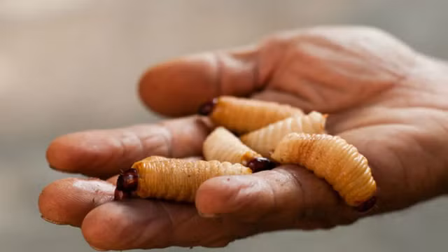 Vi sao con duong dua la thuc pham cuc tot cho cac phi hanh gia?-Hinh-10