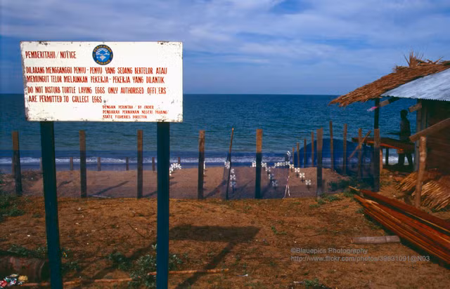 Ngam dat nuoc Malaysia nam 1991 cuc hap dan-Hinh-9