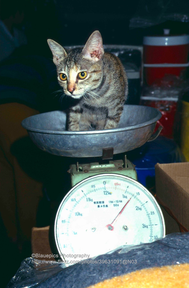 Cuộc sống ở thủ đô Campuchia ba thập niên trước cực đặc biệt - Hình 15 Cuoc song o thu do Campuchia ba thap nien truoc cuc dac biet-Hinh-15