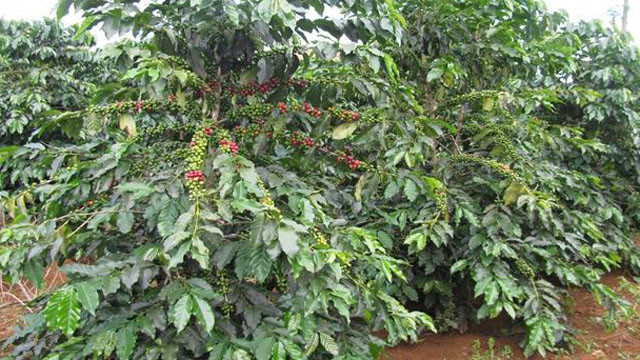 Cà phê và hạt điều giảm số lượng xuất khẩu trong 6 tháng đầu năm 2019 Ca phe va hat dieu giam so luong xuat khau trong 6 thang dau nam 2019