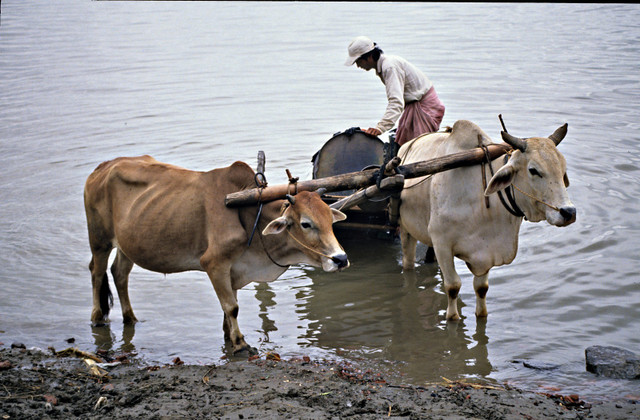 Những khung cảnh thú vị về đất nước Myanmar năm 1992 - Hình 11 Nhung khung canh thu vi ve dat nuoc Myanmar nam 1992-Hinh-11