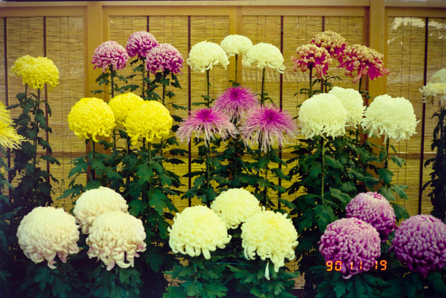 Khoảnh khắc mùa thu tuyệt đẹp ở Kyoto năm 1990 - Hình 15 Khoanh khac mua thu tuyet dep o Kyoto nam 1990-Hinh-15