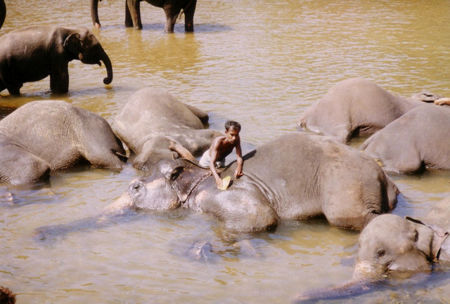 Trải nghiệm cuộc sống cực thú vị ở Sri Lanka năm 1993 - Hình 9 Trai nghiem cuoc song cuc thu vi o Sri Lanka nam 1993-Hinh-9