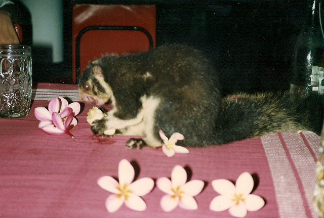 Trải nghiệm cuộc sống cực thú vị ở Sri Lanka năm 1993 - Hình 17 Trai nghiem cuoc song cuc thu vi o Sri Lanka nam 1993-Hinh-17