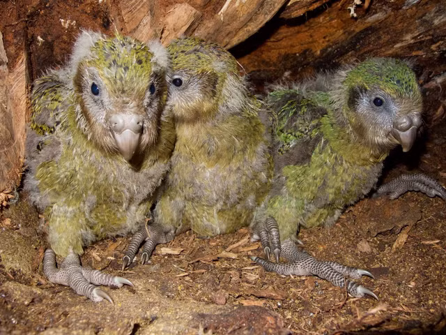 Ve dep cua loai vet khong lo quy hiem nhat the gioi-Hinh-12