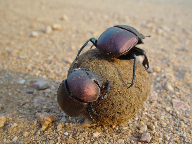 He lo bi mat ve bua chu manh nhat cua nguoi Ai Cap co dai-Hinh-2