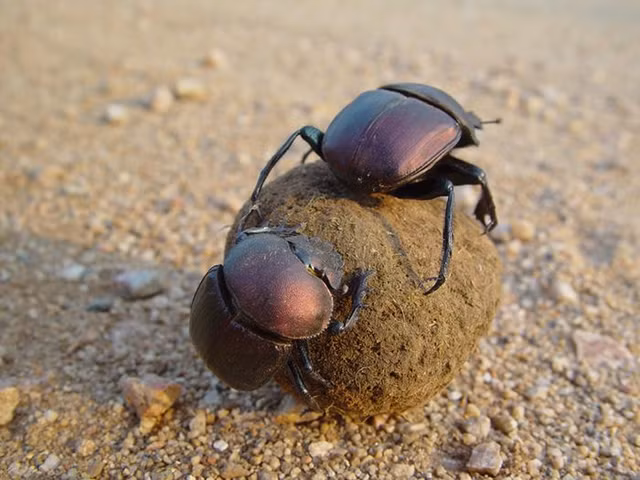 He lo bi mat ve bua chu manh nhat cua nguoi Ai Cap co dai-Hinh-2