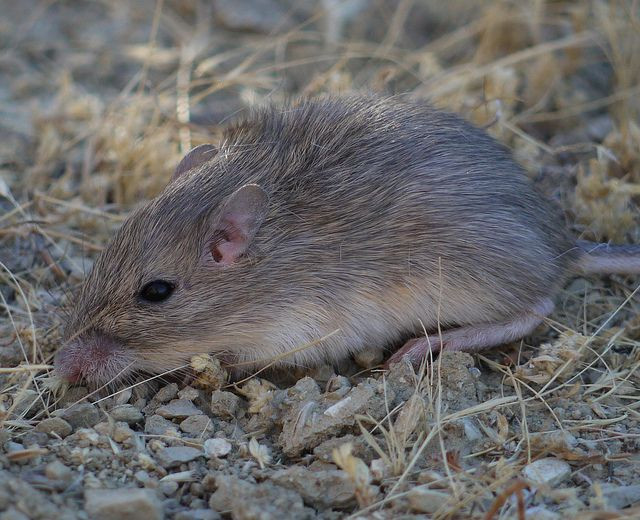 Vì sao người Việt nói “ướt như chuột lột“? - Hình 2 Vi sao nguoi Viet noi “uot nhu chuot lot“?-Hinh-2