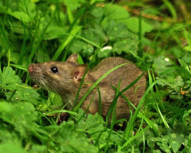 Vi sao nguoi Viet noi “uot nhu chuot lot“?