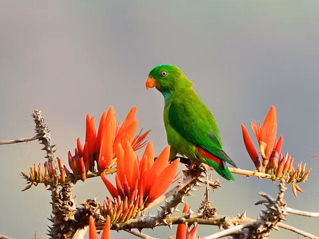 Kham pha thu vi ve 7 loai vet song o Viet Nam-Hinh-2