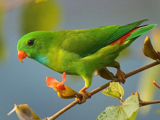 Kham pha thu vi ve 7 loai vet song o Viet Nam