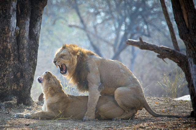 Điểm khác biệt lớn của loài sư tử sống ở châu Á - Hình 8 Diem khac biet lon cua loai su tu song o chau A-Hinh-8