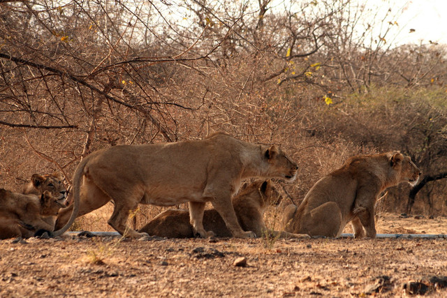 Điểm khác biệt lớn của loài sư tử sống ở châu Á - Hình 7 Diem khac biet lon cua loai su tu song o chau A-Hinh-7