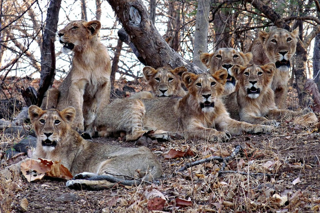 Điểm khác biệt lớn của loài sư tử sống ở châu Á - Hình 12 Diem khac biet lon cua loai su tu song o chau A-Hinh-12