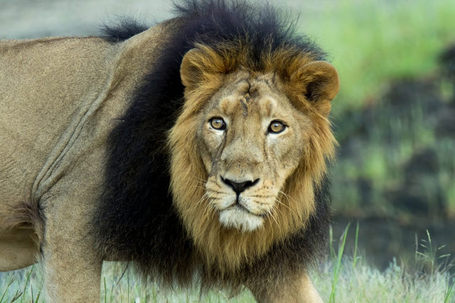 Điểm khác biệt lớn của loài sư tử sống ở châu Á - Hình 4 Diem khac biet lon cua loai su tu song o chau A-Hinh-4