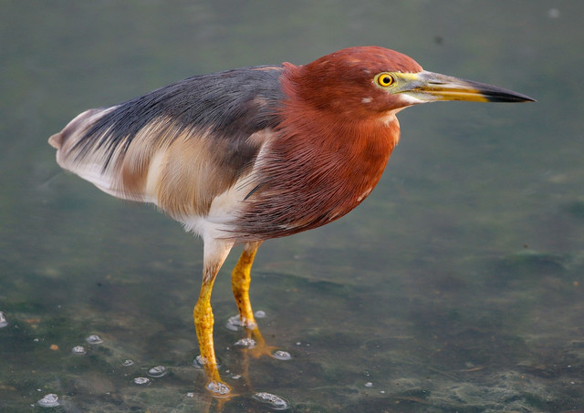 Các loài cò điển hình hiện diện tại Việt Nam - Hình 8 Cac loai co dien hinh hien dien tai Viet Nam-Hinh-8