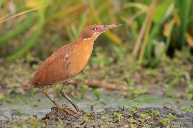 Các loài cò điển hình hiện diện tại Việt Nam - Hình 5 Cac loai co dien hinh hien dien tai Viet Nam-Hinh-5