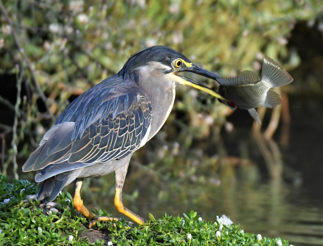 Các loài cò điển hình hiện diện tại Việt Nam - Hình 7 Cac loai co dien hinh hien dien tai Viet Nam-Hinh-7