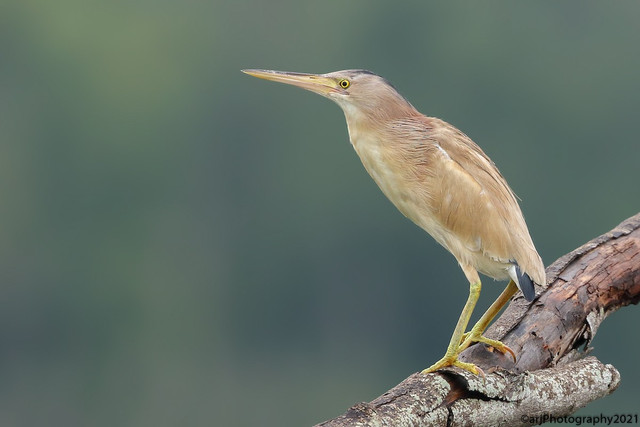 Các loài cò điển hình hiện diện tại Việt Nam - Hình 4 Cac loai co dien hinh hien dien tai Viet Nam-Hinh-4