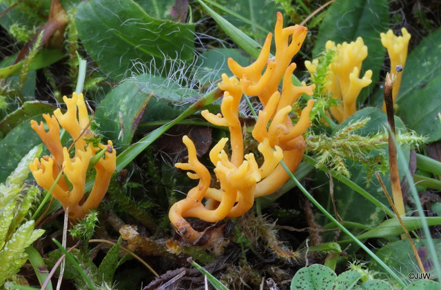 Loài nấm tán với diện mạo cực kỳ lạ - Hình 11 Loai nam tan voi dien mao cuc ky la-Hinh-11