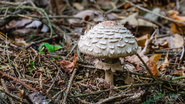 Loài nấm tán với diện mạo cực kỳ lạ - Hình 4 Loai nam tan voi dien mao cuc ky la-Hinh-4