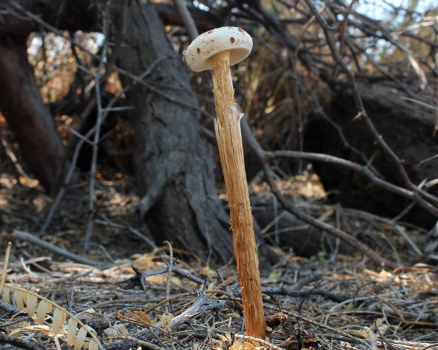 Loài nấm tán với diện mạo cực kỳ lạ - Hình 7 Loai nam tan voi dien mao cuc ky la-Hinh-7