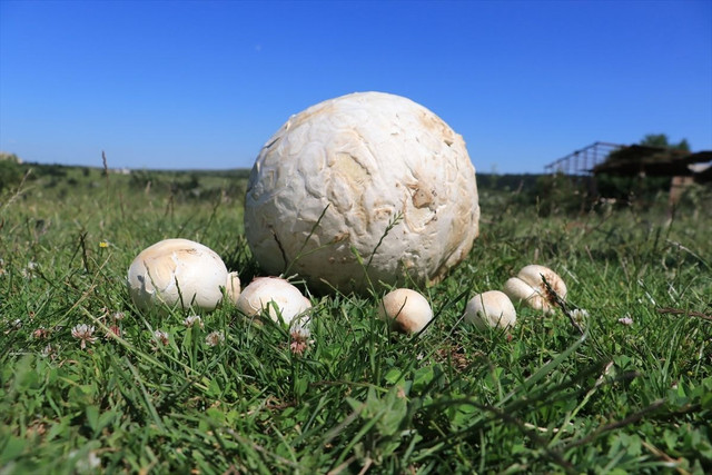 Loài nấm tán với diện mạo cực kỳ lạ - Hình 3 Loai nam tan voi dien mao cuc ky la-Hinh-3