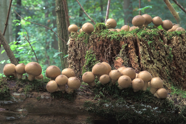 Loài nấm tán với diện mạo cực kỳ lạ - Hình 6 Loai nam tan voi dien mao cuc ky la-Hinh-6