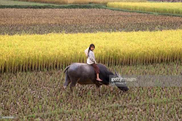 Chùm ảnh đồng quê miền Bắc thanh bình năm 1987 - Hình 2 Chum anh dong que mien Bac thanh binh nam 1987-Hinh-2