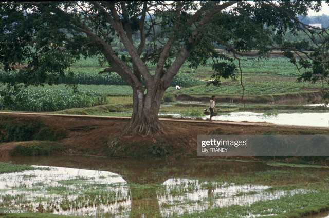 Chùm ảnh đồng quê miền Bắc thanh bình năm 1987 Chum anh dong que mien Bac thanh binh nam 1987