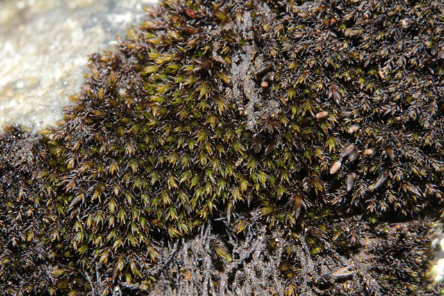 Loai reu va nhung dieu bi an ly thu