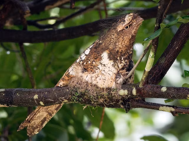 Tan muc nhung loai chim cu muoi ky quai nhat Viet Nam-Hinh-2