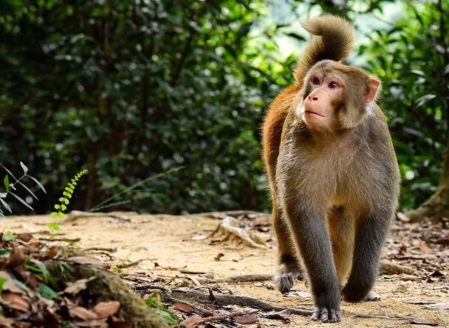 Biet gi ve vac xin dau tien Viet Nam san xuat?-Hinh-4