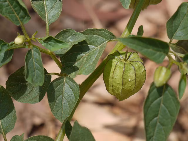 Cac loai cay ho Ca va nhung dieu vo cung thu vi-Hinh-9