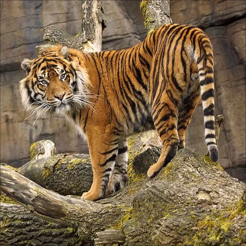 Truyen thuyet ky bi ve viec tho than Ho cua nguoi Viet xua-Hinh-7