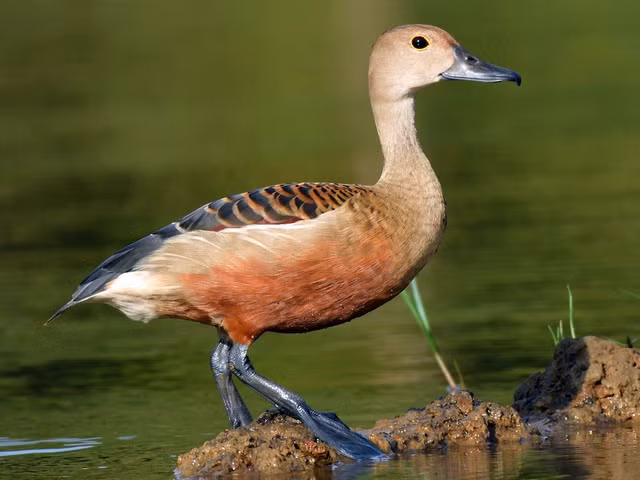 Can canh nhung loai vit hoang da dep me man cua Viet Nam