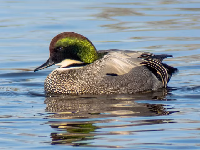 Can canh nhung loai vit hoang da dep me man cua Viet Nam-Hinh-6