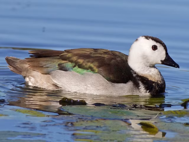 Can canh nhung loai vit hoang da dep me man cua Viet Nam-Hinh-3