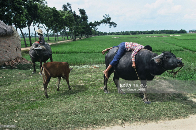Cuộc sống thân thương ở nông thôn Việt Nam đầu thập niên 1990 Cuoc song than thuong o nong thon Viet Nam dau thap nien 1990