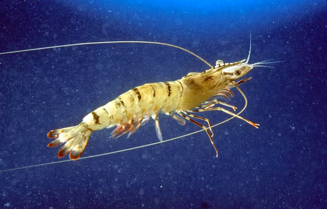 The gioi muon mau cua loai tom gay kinh ngac-Hinh-10