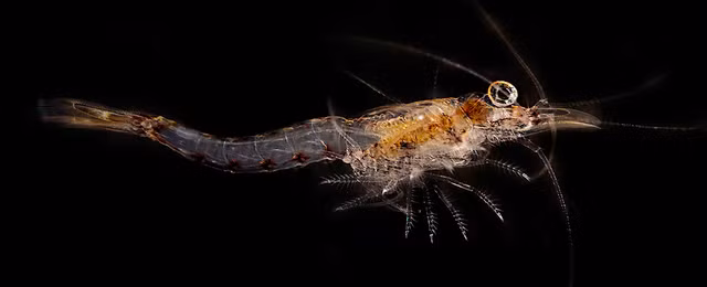 The gioi muon mau cua loai tom gay kinh ngac-Hinh-5