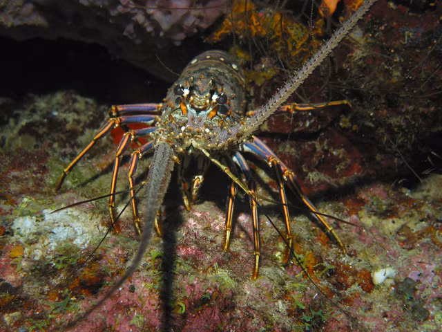 The gioi muon mau cua loai tom gay kinh ngac-Hinh-9