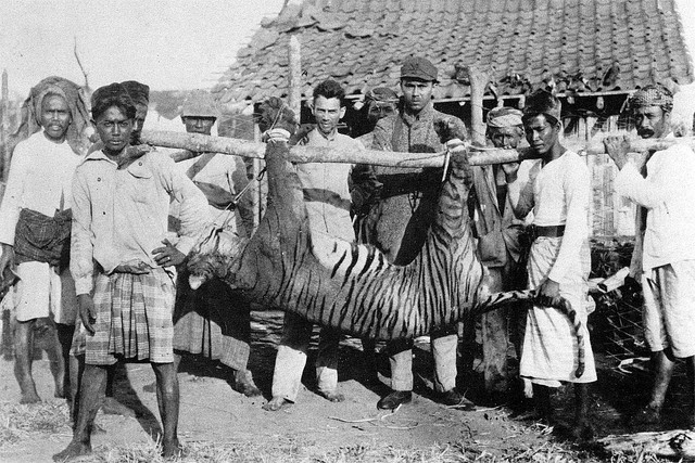 Biết gì về 9 nòi hổ hiện đại, 3 nòi bị tuyệt chủng? Biet gi ve 9 noi ho hien dai, 3 noi bi tuyet chung?