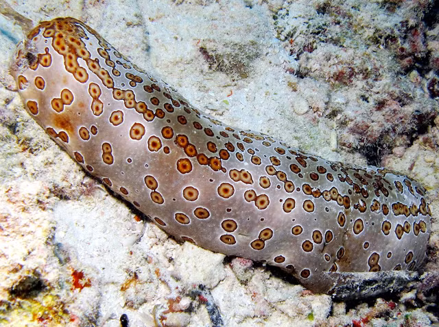 Hai sam va the gioi cuc la it nguoi biet den-Hinh-2