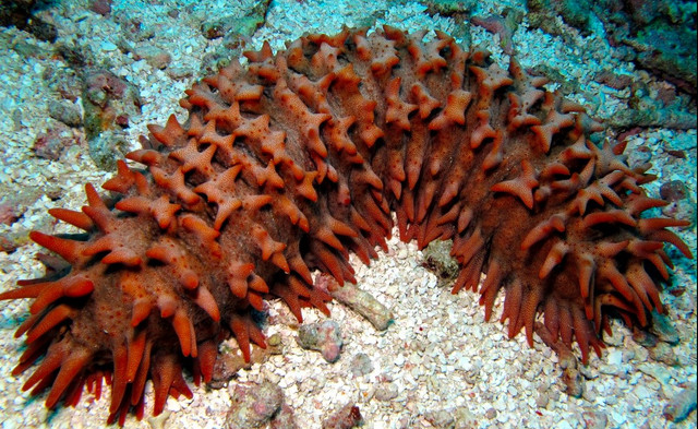 Hải sâm và thế giới cực lạ ít người biết đến - Hình 8 Hai sam va the gioi cuc la it nguoi biet den-Hinh-8