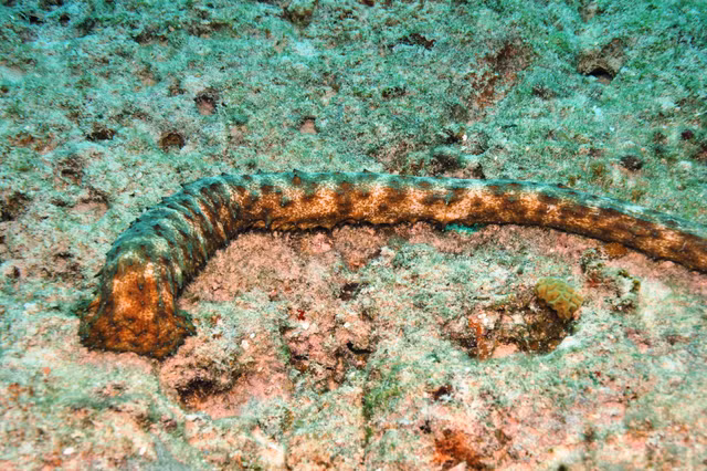 Hai sam va the gioi cuc la it nguoi biet den-Hinh-3