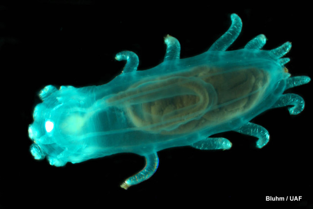 Hải sâm và thế giới cực lạ ít người biết đến - Hình 9 Hai sam va the gioi cuc la it nguoi biet den-Hinh-9